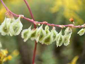 Climbing false buckwheat(Fallopia scandens)