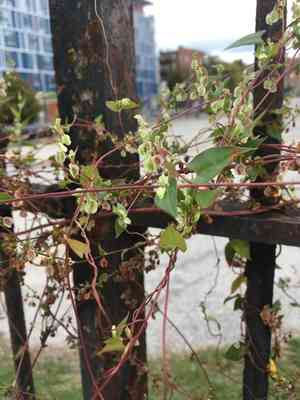 Climbing false buckwheat(Fallopia scandens)