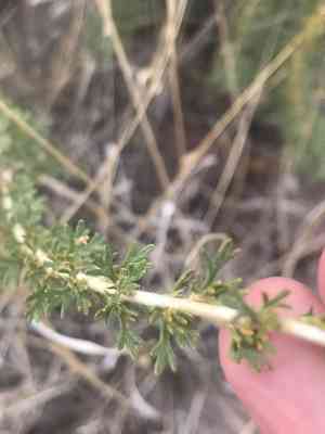 Apache Plume(Fallugia paradoxa)