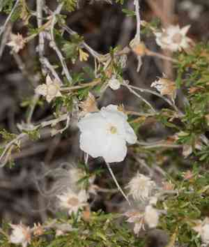 Apache Plume(Fallugia paradoxa)