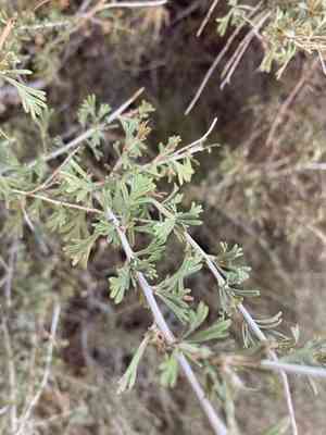 Apache Plume(Fallugia paradoxa)