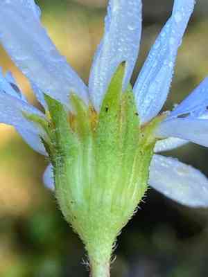 Blue daisy(Felicia amelloides)