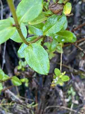 Blue daisy(Felicia amelloides)