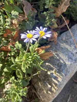 Blue daisy(Felicia amelloides)