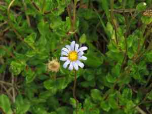 Blue daisy(Felicia amelloides)
