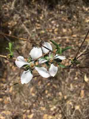 Cliff fendlerbush(Fendlera rupicola)