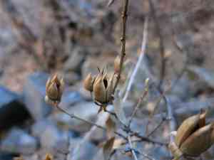 Cliff fendlerbush(Fendlera rupicola)