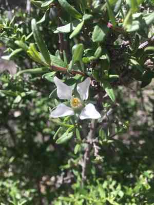 Cliff fendlerbush(Fendlera rupicola)