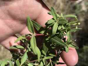 Cliff fendlerbush(Fendlera rupicola)