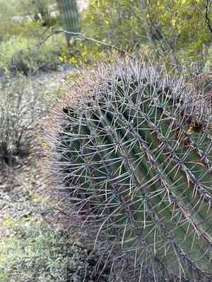 Emory's barrel cactus(Ferocactus emoryi)
