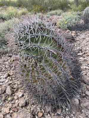 Emory's barrel cactus(Ferocactus emoryi)