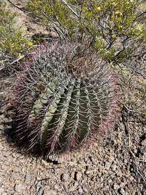Emory's barrel cactus(Ferocactus emoryi)