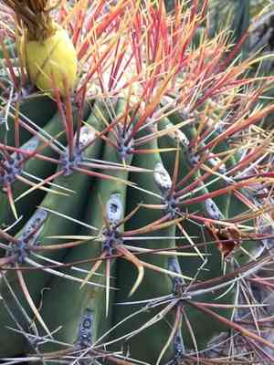 Emory's barrel cactus(Ferocactus emoryi)