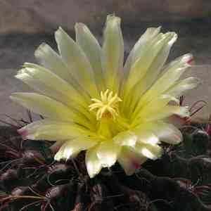 Turk's head(Ferocactus hamatacanthus)