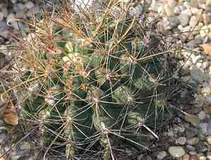 Turk's head(Ferocactus hamatacanthus)