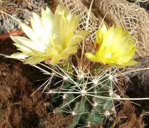 Turk's head(Ferocactus hamatacanthus)