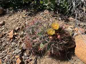 San diego barrelcactus(Ferocactus viridescens)