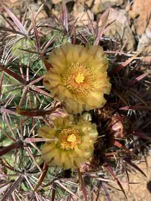 San diego barrelcactus(Ferocactus viridescens)