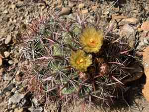 San diego barrelcactus(Ferocactus viridescens)