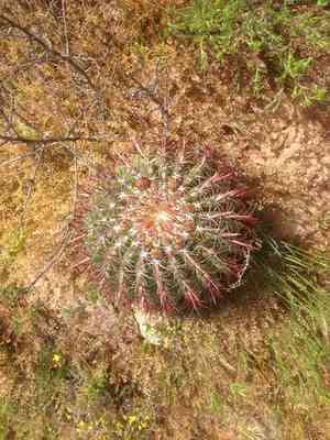 San diego barrelcactus(Ferocactus viridescens)