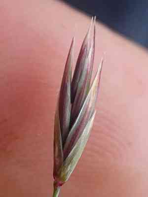 Altai fescue(Festuca altaica)