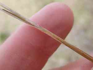 Altai fescue(Festuca altaica)