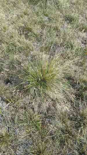 Altai fescue(Festuca altaica)