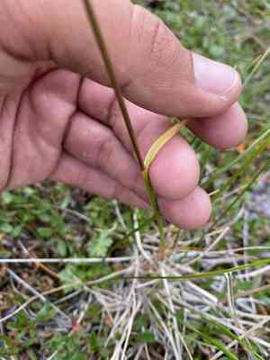 Altai fescue(Festuca altaica)