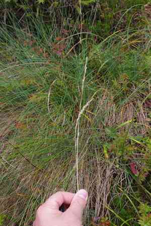 Amethyst fescue(Festuca amethystina)