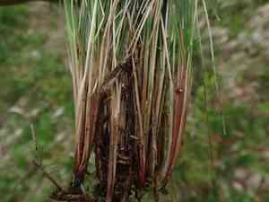 Amethyst fescue(Festuca amethystina)