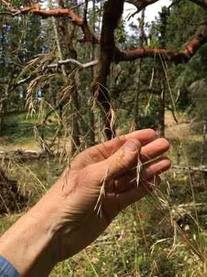 California Fescue(Festuca californica)