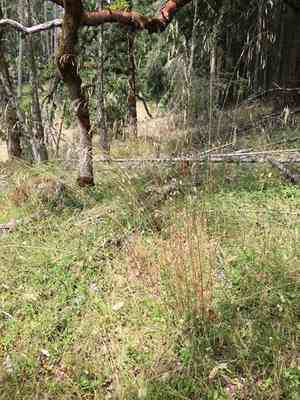 California Fescue(Festuca californica)