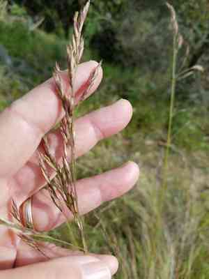 California Fescue(Festuca californica)
