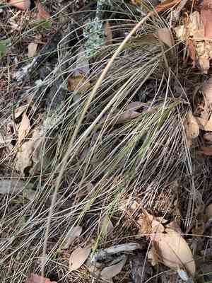 California Fescue(Festuca californica)