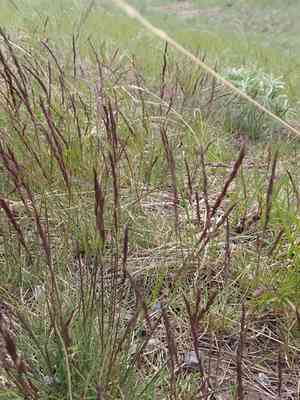 Rough fescue(Festuca campestris)