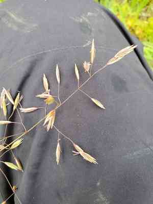 Rough fescue(Festuca campestris)