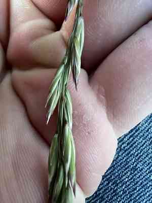 Rough fescue(Festuca campestris)