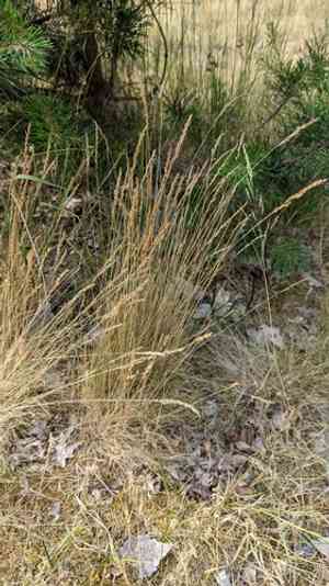 Fine-leaved sheep's fescue(Festuca filiformis)