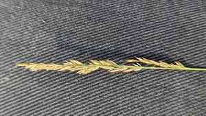 Fine-leaved sheep's fescue(Festuca filiformis)
