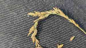 Fine-leaved sheep's fescue(Festuca filiformis)