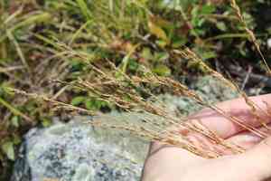 Fine-leaved sheep's fescue(Festuca filiformis)