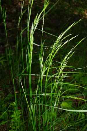 Variousleaf fescue(Festuca heterophylla)