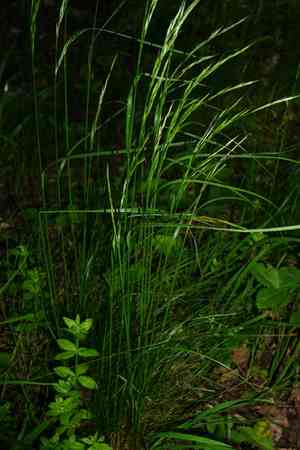 Variousleaf fescue(Festuca heterophylla)