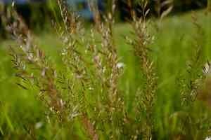 Variousleaf fescue(Festuca heterophylla)