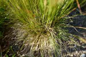 Variousleaf fescue(Festuca heterophylla)