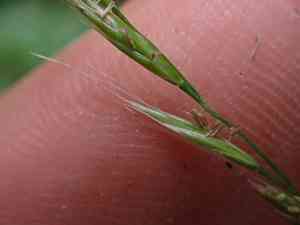 Western fescue(Festuca occidentalis)