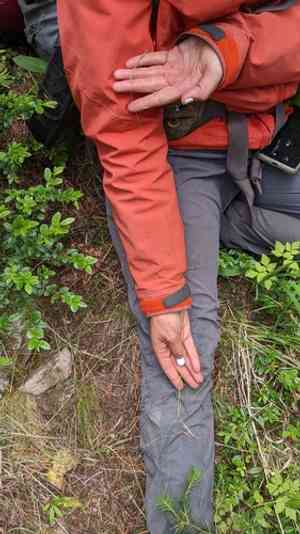 Western fescue(Festuca occidentalis)