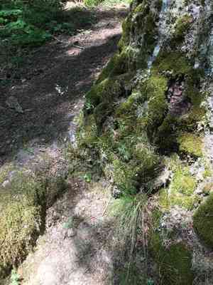 Western fescue(Festuca occidentalis)