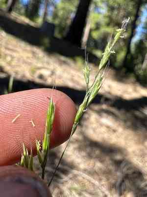 Western fescue(Festuca occidentalis)