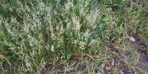 Red Fescue(Festuca rubra)